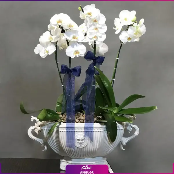 خرید گلدان ارکیده طبیعی بزرگ+ عکس و قیمت - خرید آنلاین گل آپارتمانی-