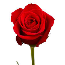رز قرمز red rose