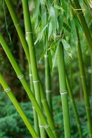 گیاه بامبو