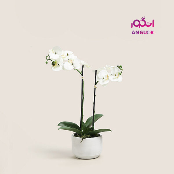 گل ارکَیده طبیعی- خرید آنلاین گل آپارتمانی- گیاهان آپارتمانی