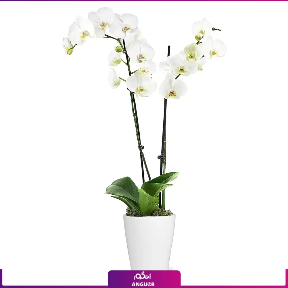 گل گلدانی ارکیده (طبیعی) Orchids - انگور