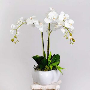 خرید گل گلدانی ارکیده سفید