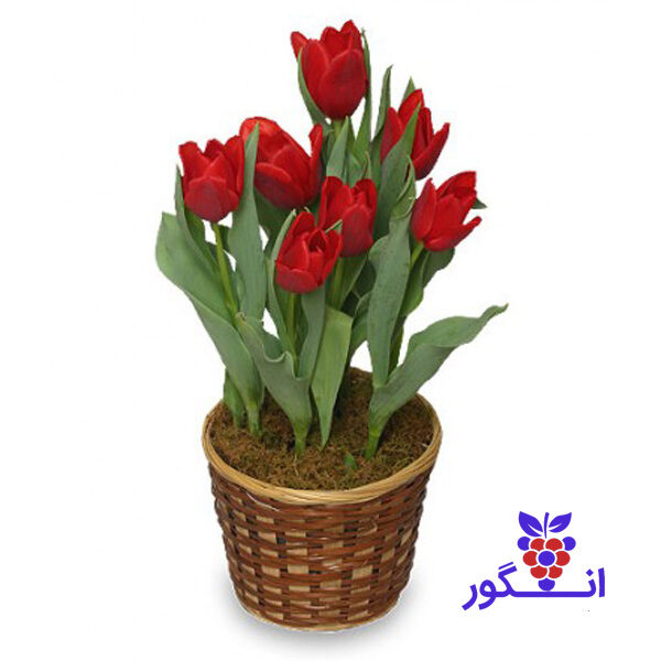 سبد گل لاله قرمز برای سفره هفت سین - بهار - عید نوروز