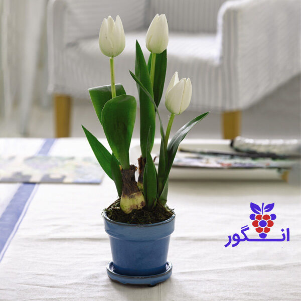 گلدان لاله سفید برای هفت سین