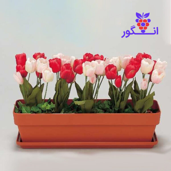 گلدان مستطیلی لاله در رنگ های سفید و قرمز ویژه فصل بهار