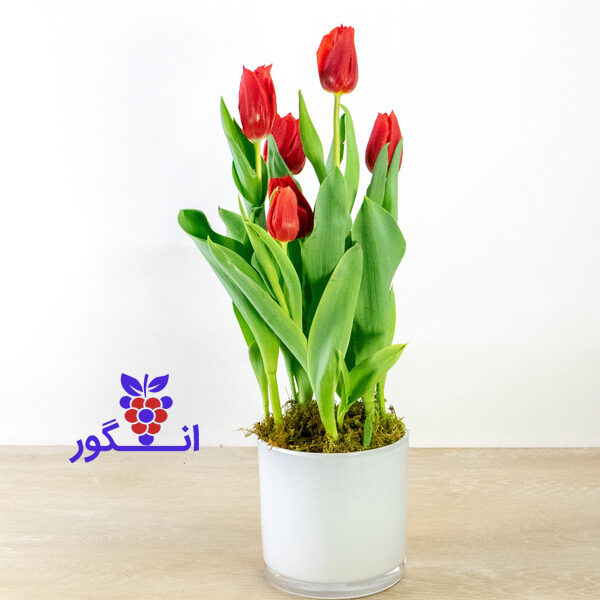 خرید لاله قرمز در گلدان برای سفره هفت سین- عید نوروز - بهار