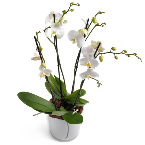 گلدان ارکیده سفید (ارسال گل به آلمان)