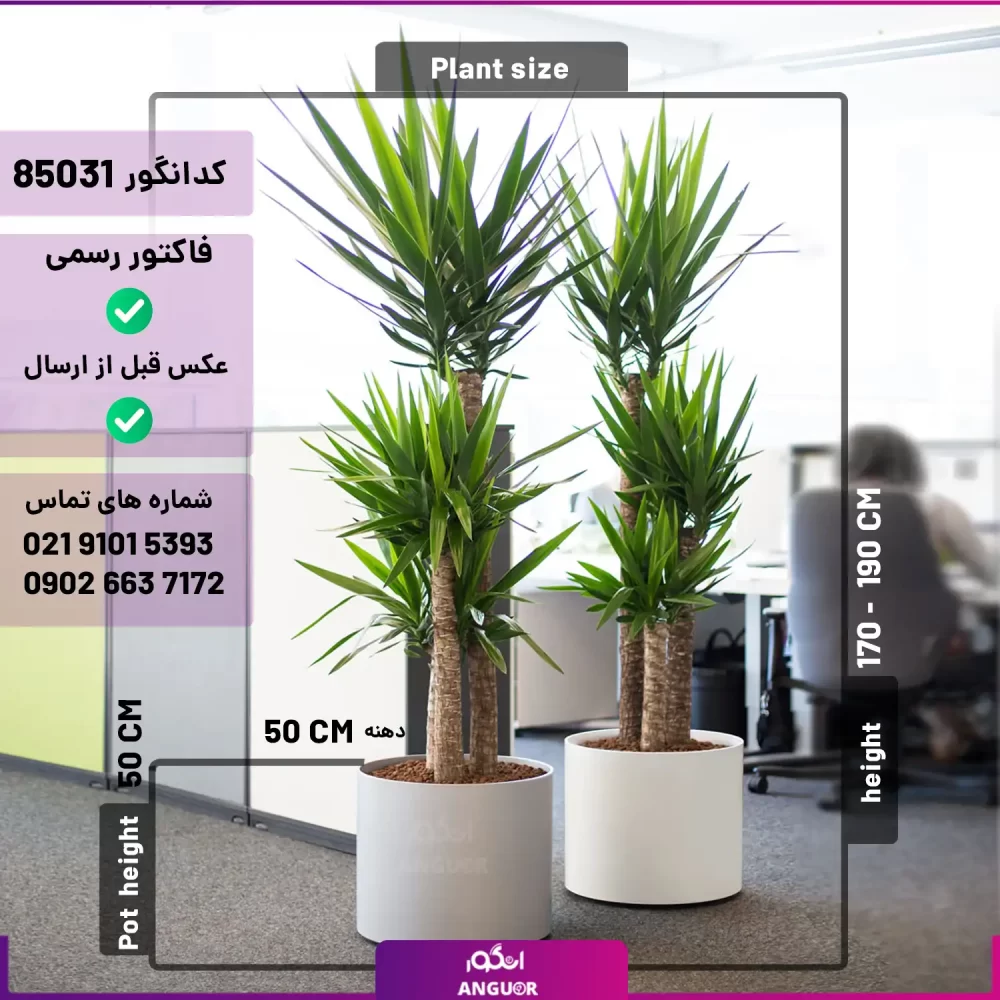 گلدان فلزی شرکتی همراه با گیاه یوکا تنه درختی سه شاخه (ست 2 تایی) - Image 2