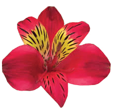 دسته گل آینور (ترکیب زیبای گل الستر و داوودی) - انگور