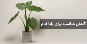 گلدان مناسب برای بابا آدم