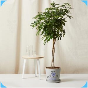 خرید آنلاین گیاه شفلرا آربوریکلا (گل و گیاه آپارتمانی )
