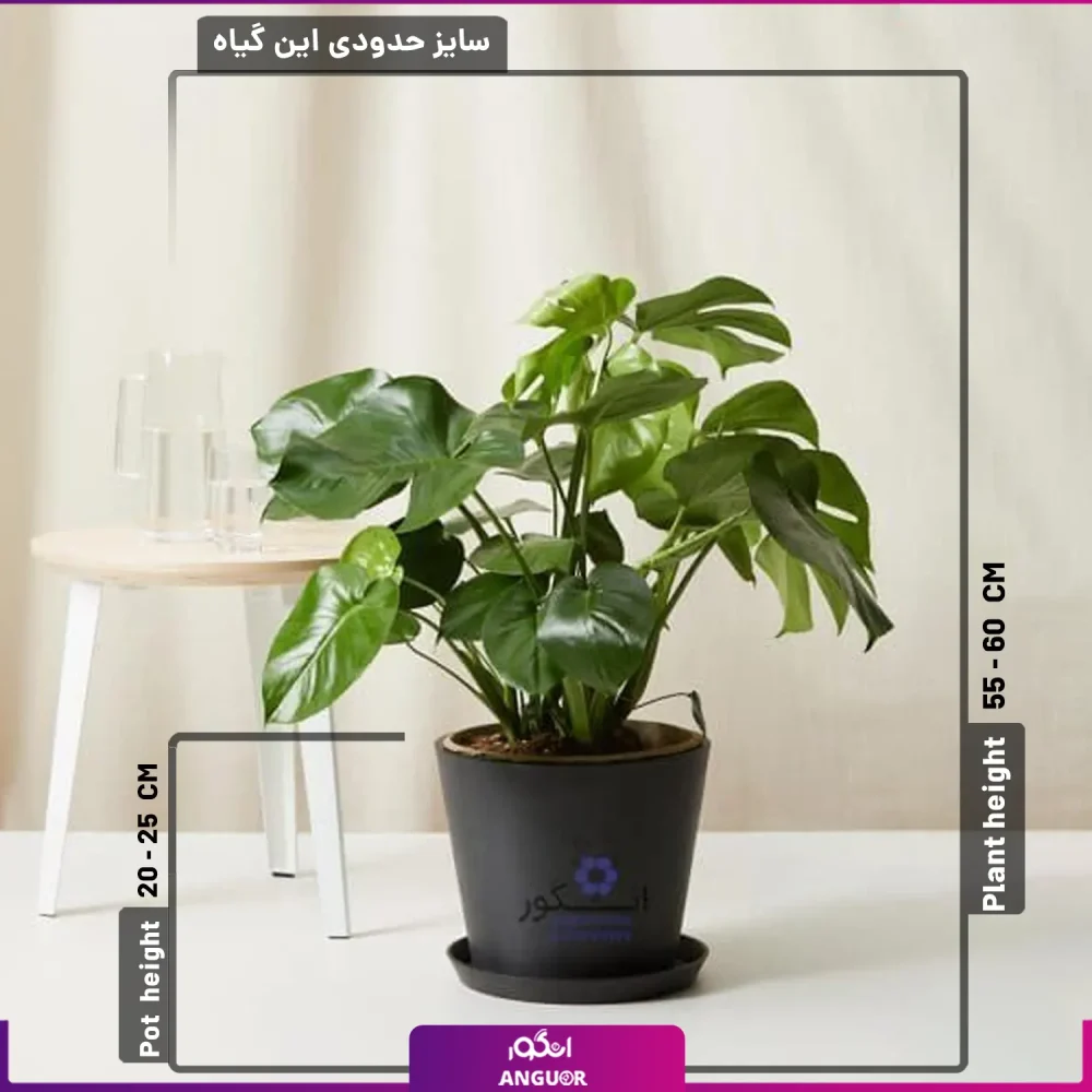 خرید گل گلدانی مونسترا (برگ انجیری)