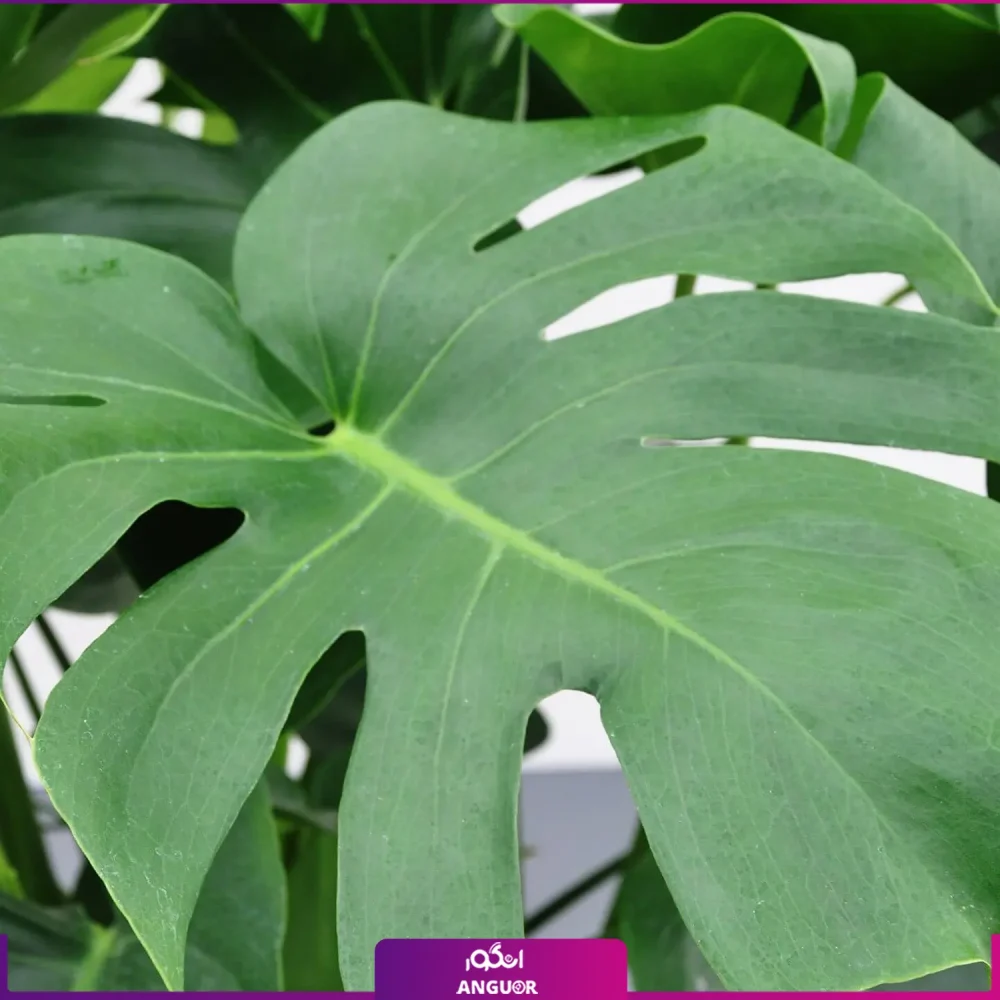 گل گلدانی مونسترا یا برگ انجیری - Image 3