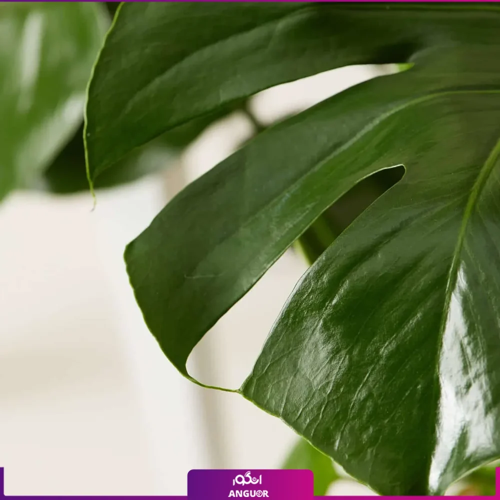 گل گلدانی مونسترا یا برگ انجیری - Image 4