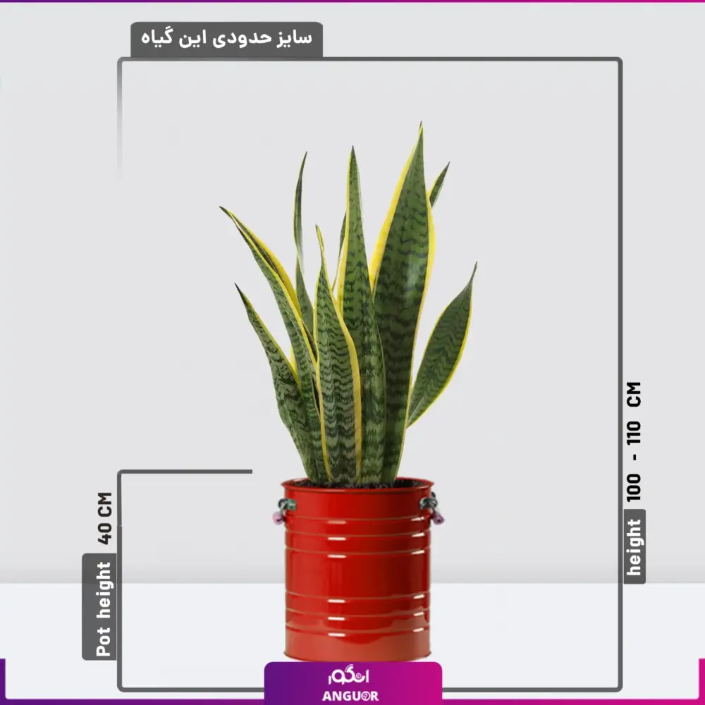 گیاه آپارتمانی- گل سانسوریا - سانسوریا با گلدان فلز-انگور