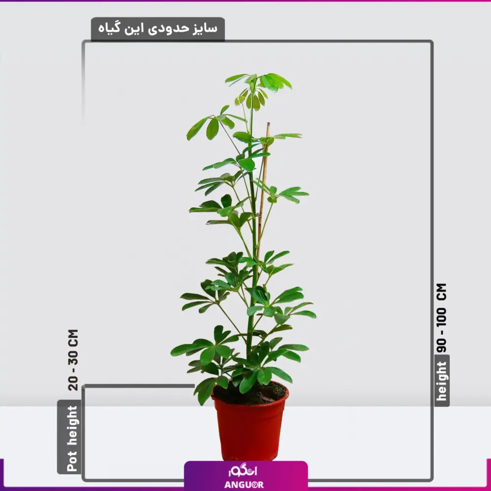 خرید آنلاین گیاه شفلرا (گل و گیاه آپارتمانی )
