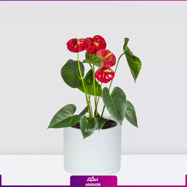 خرید گل آنتوریوم قرمز- گلدان متوسط آنتوریوم قرمز- گلدان پلیمری