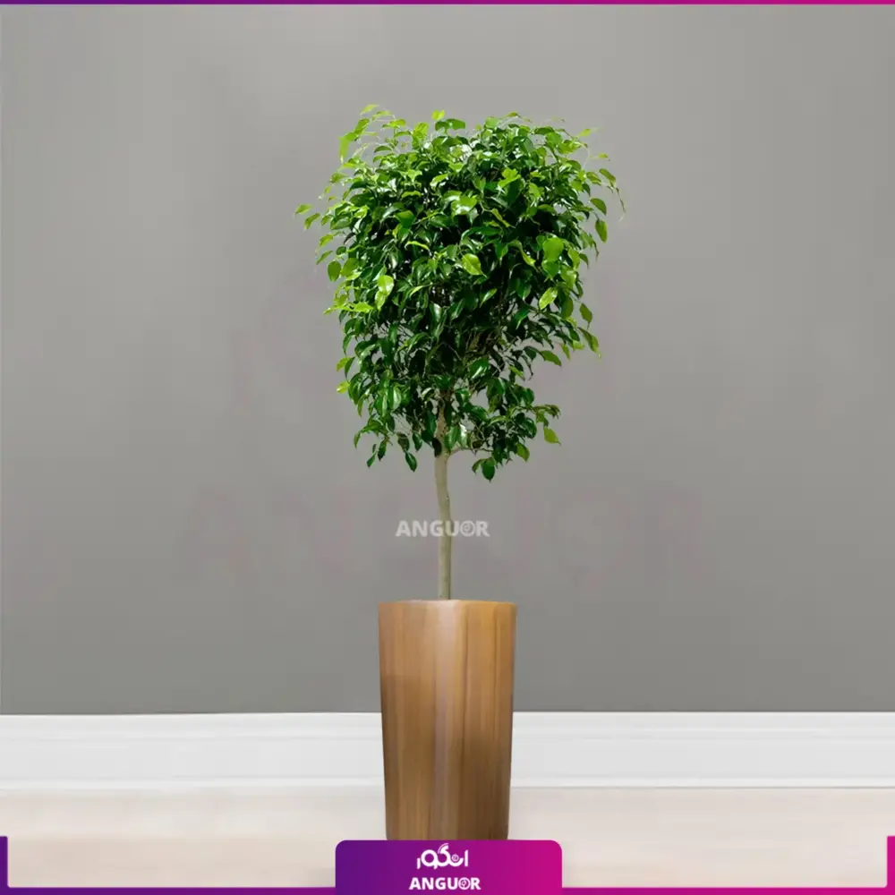 گلدان فایبر گلاس طرح چوب همراه با بنجامین سبز - انگور