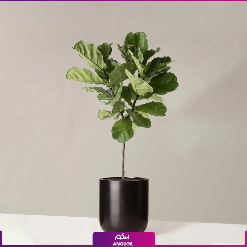 گلدان فایبر گلاس لیراتا - Image 2