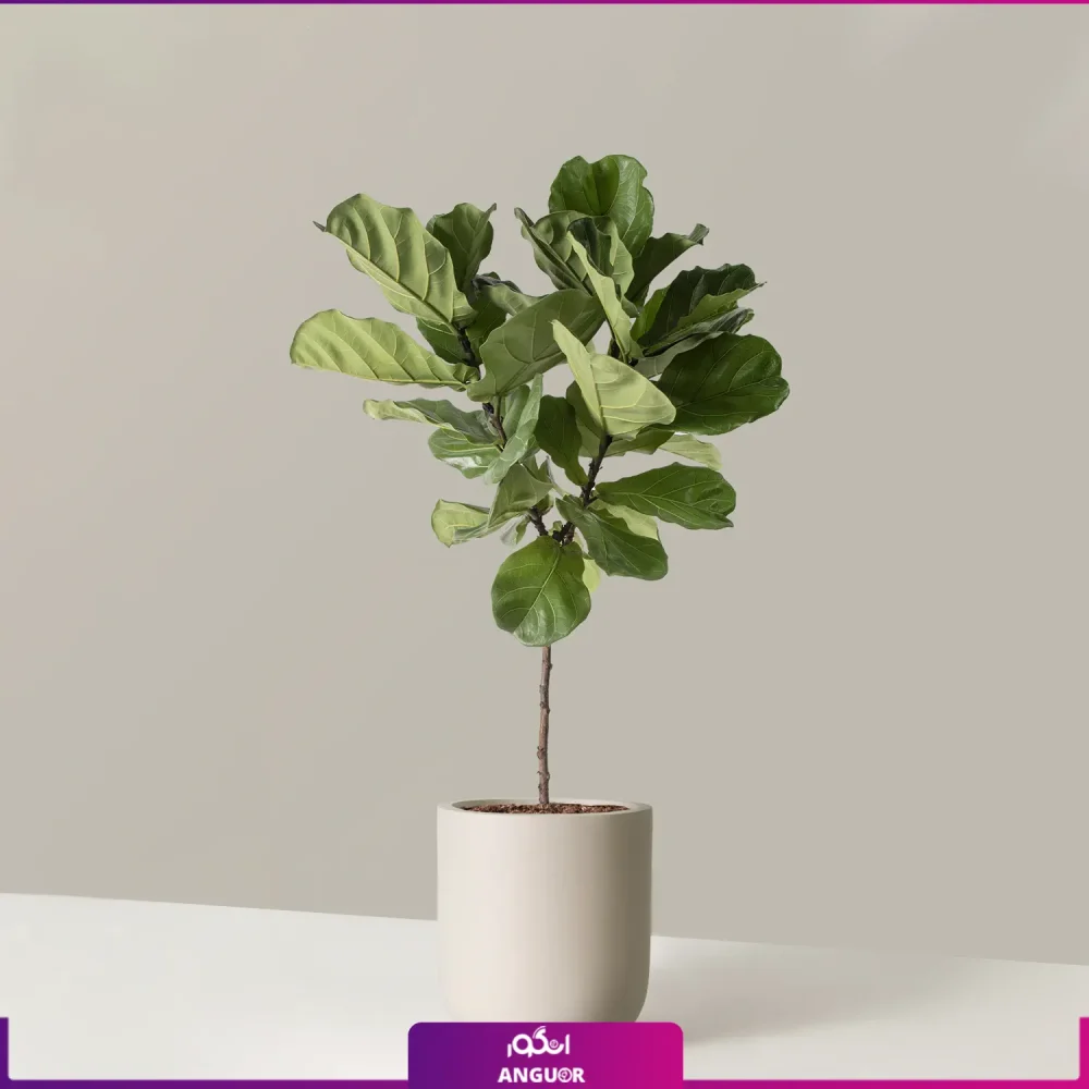 گلدان فایبر گلاس لیراتا - Image 3