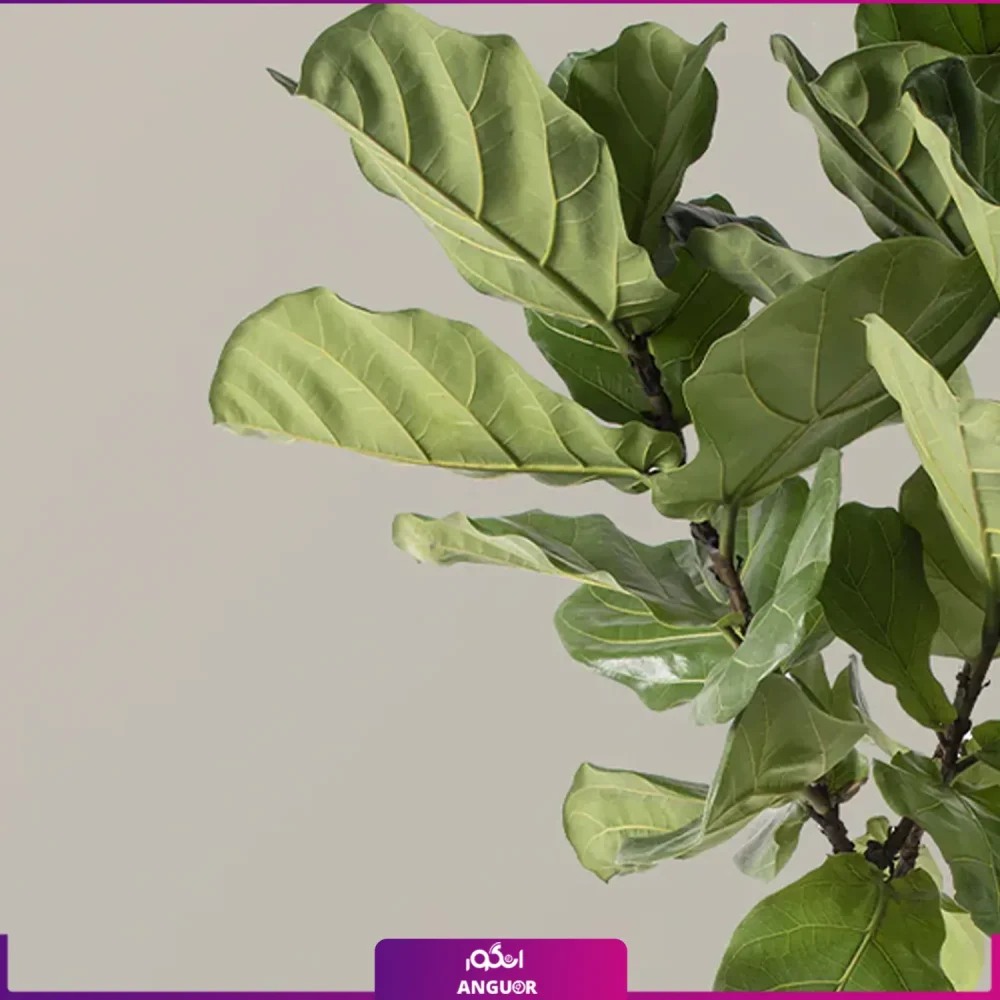 گلدان فایبر گلاس لیراتا - Image 4