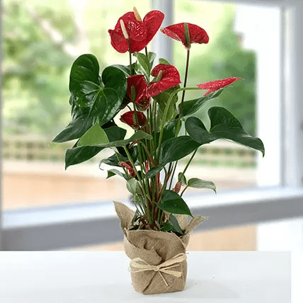 خربد گیاه گلدانی Anthurium (ارسال گل به دبی)