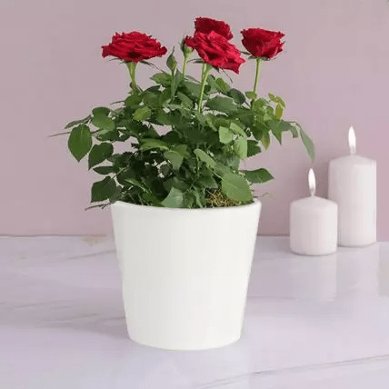 خرید گلدان گل سرخ (ارسال گل به دبی)