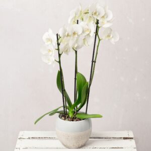 خرید گل آپارتمانی White Phalaenopsis Orchid (ارسال گل به انگلستان)