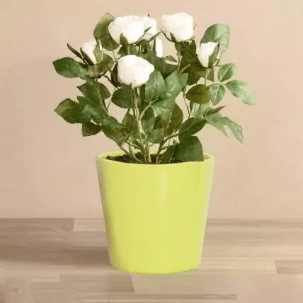 خرید گیاه گلدانی رز سفید (ارسال گل به دبی)
