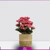 خرید کالانگوئه صورتی-سفارش و خرید آنلاین گل-گل کالانکوئه صورتی به همراه گلدان