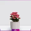 خرید کالانگوئه صورتی-سفارش و خرید آنلاین گل-گل کالانکوئه صورتی به همراه گلدان