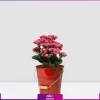 خرید کالانگوئه صورتی-سفارش و خرید آنلاین گل-گل کالانکوئه صورتی به همراه گلدان