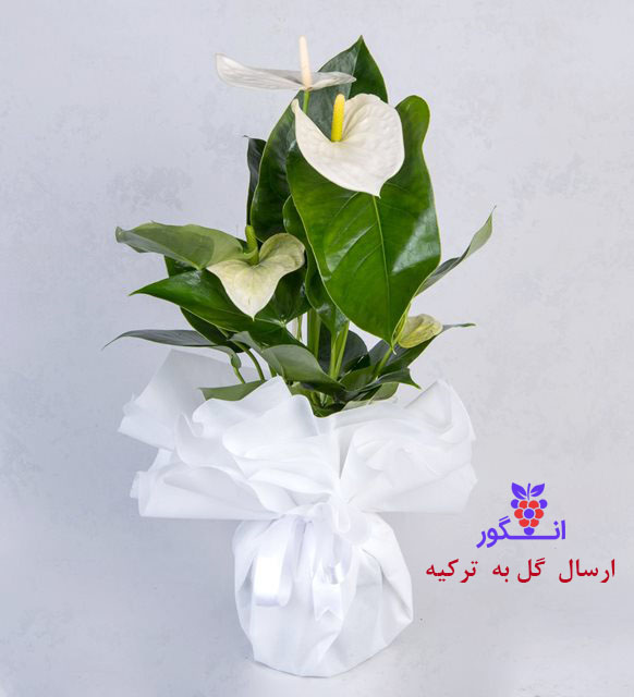 گلدان آنتوریوم سفید (ارسال گل به ترکیه)
