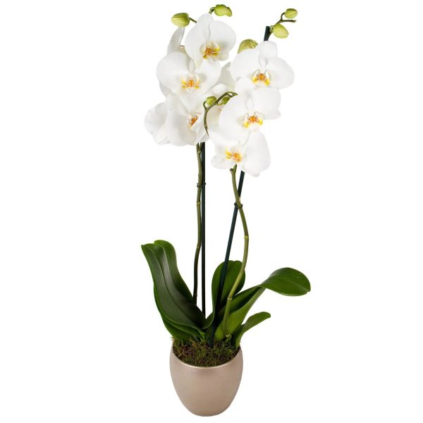 خرید گل ارکیده سفید + قیمت و عکس، ارسال گل به هلند