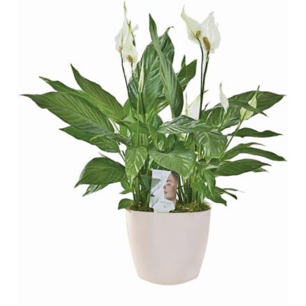 گل گلدانی اسپاتی فیلوم (ارسال گل به هلند)
