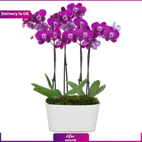 خرید گل ارکیده بنفش + قیمت و عکس، ارسال گل به آمریکا-انگور
