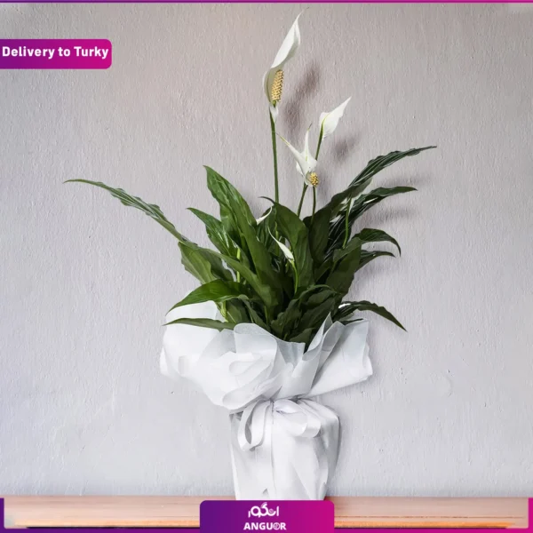 گل فروشی آنلاین | سفارش آنلاین گل - انگور