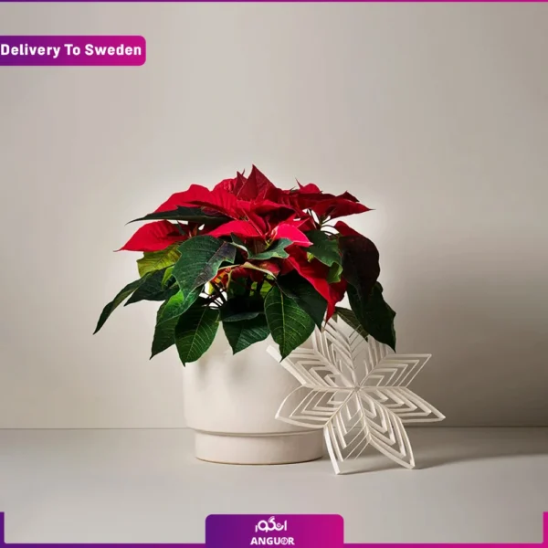 گل کریسمس قرمز ارسال به سوئد