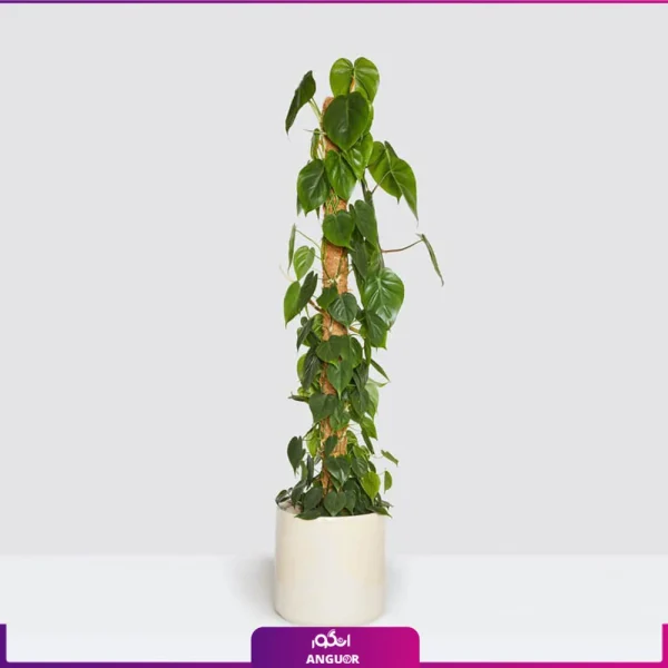 خرید گلدان فیلودندرون (PhilodendronScandens) VIP