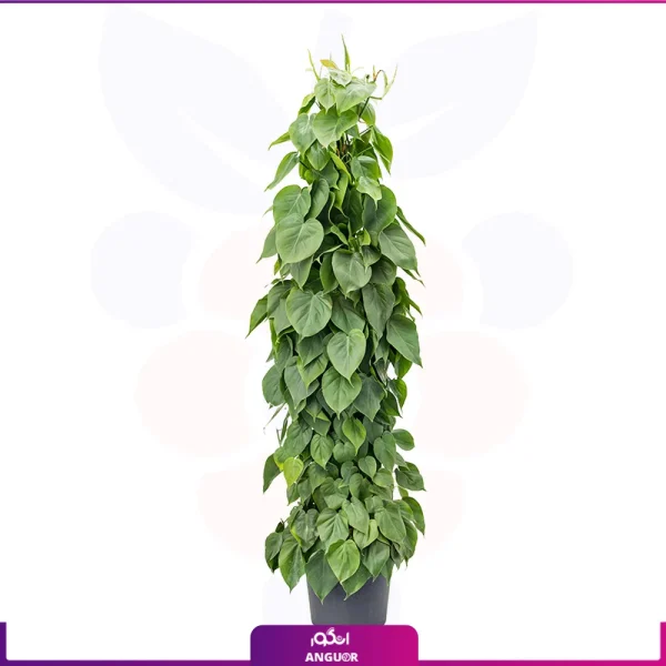 خرید خرید گلدان اسکاندنس بزرگ
