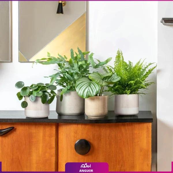 خرید ست گلدان چهار تایی (سرخس ، پنجه خرسی ، کالاتیا اوربیفولیا ،پول چینی)