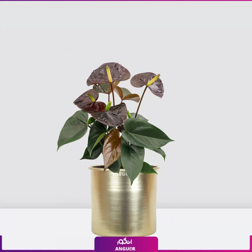 آنتوریوم بلک با گلدان طلایی | خرید گل و گیاه آپارتمانی | انگور