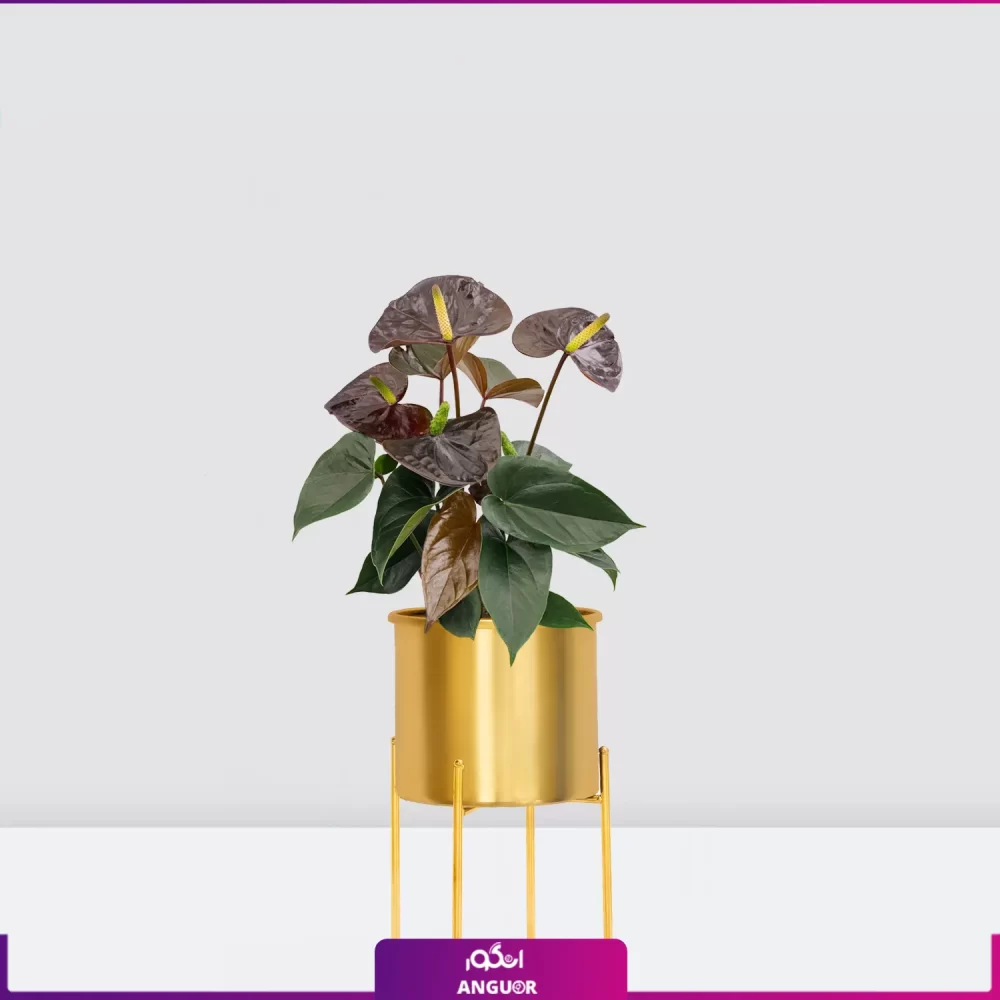 گل آنتوریوم بلک با گلدان طلایی پایه دار | خرید اینترنتی گل آپارتمانی | انگور