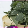 خرید گلدان پتوس ساتین Satin Pothos