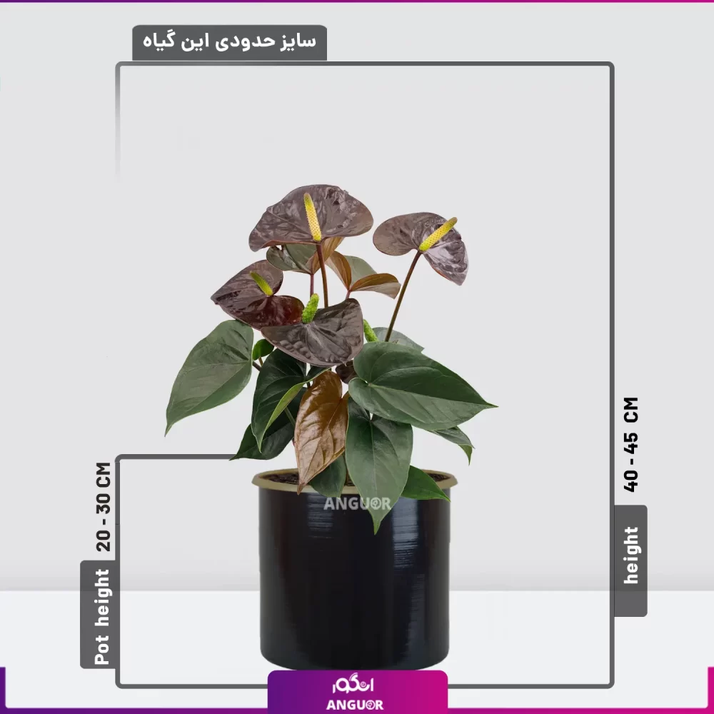 آنتوریوم بلک با گلدان مشکی فلزی | سفارش گل آپارتمانی | انگور
