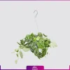 خرید گلدان پتوس ساتین Satin Pothos