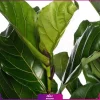 فیکوس آفریقایی لیراتا سایز متوسط سه شاخه - Image 2