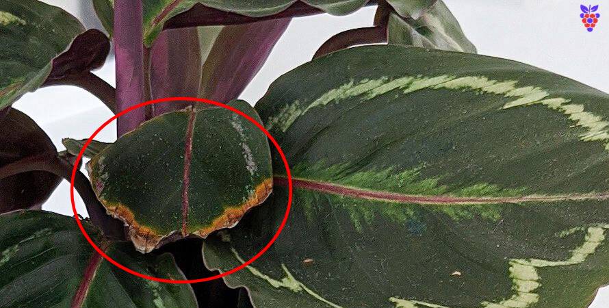 راهنمای مراقبت از گل کالاتیا: نحوه مراقبت از گل کالاتیا همراه با نکات رشد - انگور