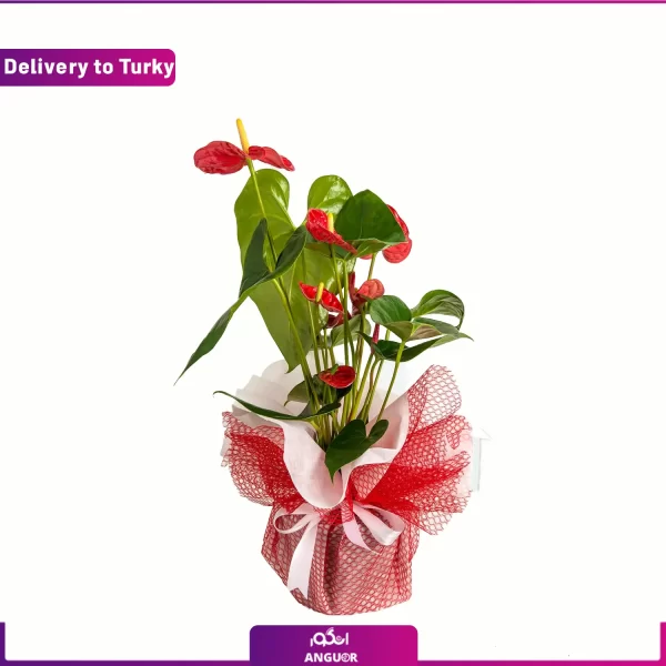 گلدان آنتوریوم قرمز | ارسال گل به ترکیه