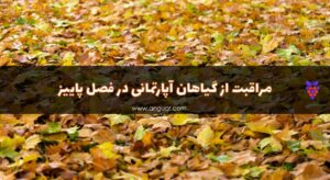 مراقبت از گیاهان آپارتمانی در فصل پاییز